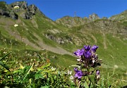 34 Genzianella germanica (Gentianella germanica) in fiore. Sullo sfondo il Valletto